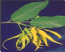 Ylang-ylang